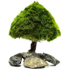 Διακοσμητικό δέντρο ενυδρείου Marimo Tree Figure Pine M 14-19cm