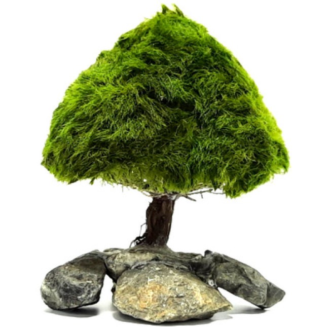Διακοσμητικό δέντρο ενυδρείου Marimo Tree Figure Pine L 20-25cm Διακοσμητικό δέντρο ενυδρείου Marimo Tree Figure Pine L 20-25cm