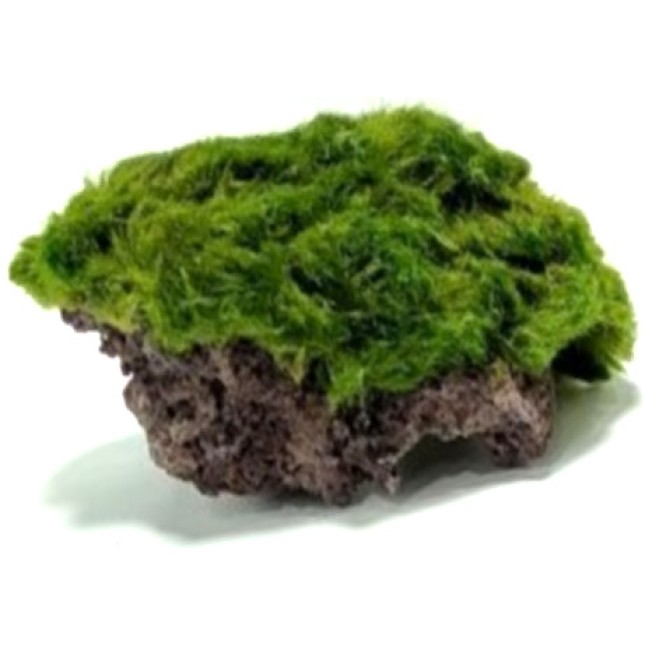 Διακοσμητική πέτρα ενυδρείου Marimo Rock S 5-8cm Διακοσμητική πέτρα ενυδρείου Marimo Rock S 5-8cm