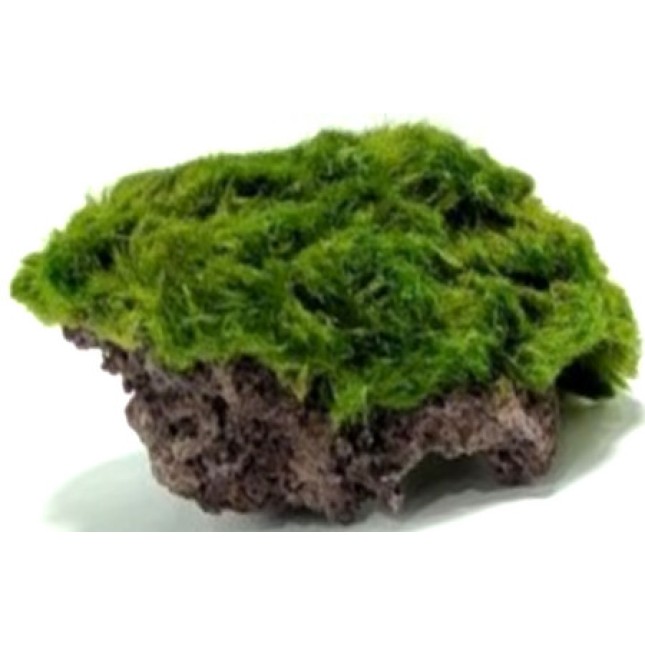 Διακοσμητική πέτρα ενυδρείου Marimo Rock M 9-12cm