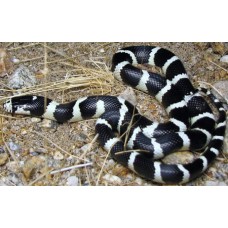 King Snake California