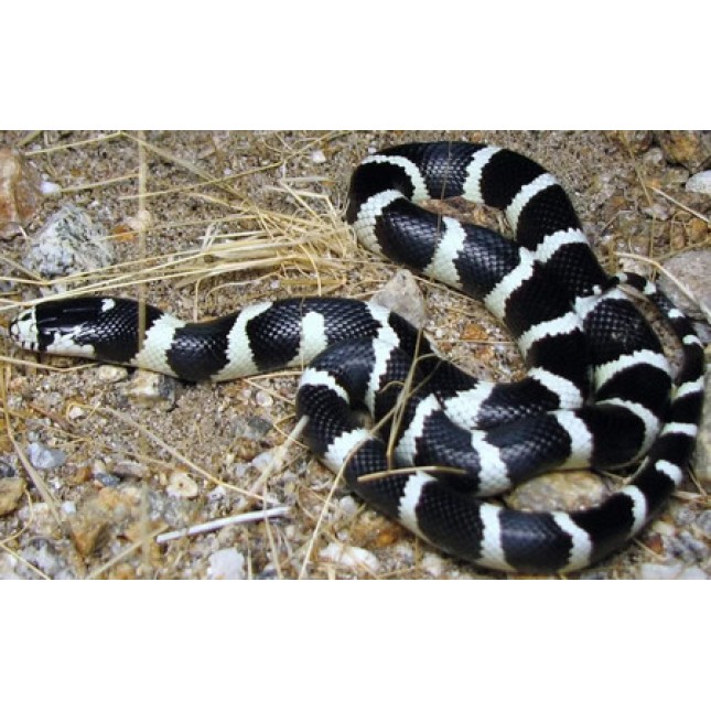 King Snake California