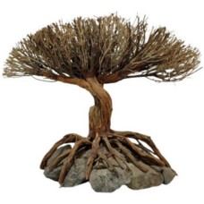 Διακοσμητικό φυτό Special Tree Figure 20-25cm
