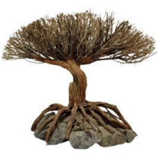 Διακοσμητικό φυτό Special Tree Figure 20-25cm Διακοσμητικό φυτό Special Tree Figure 20-25cm