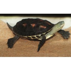 Chinese Strip-necked Turtle