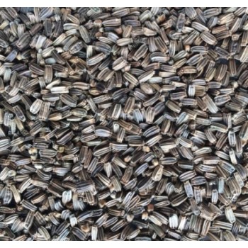 Manitoba Μεμονωμένοι σπόροι Cardo Selvatico (νεράγκαθου) 500g Manitoba Μεμονωμένοι σπόροι Cardo Selvatico (νεράγκαθου) 500g