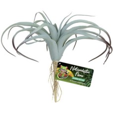 Zoo Med Διακοσμητικό φυτό Tillandsia Air Plant Zoo Med Διακοσμητικό φυτό Tillandsia Air Plant