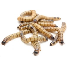 Superworm προνύμφες του σκαθαριού zophobas morio100gr Superworm προνύμφες του σκαθαριού zophobas morio100gr