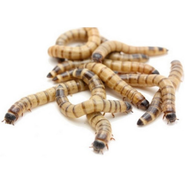 Superworm προνύμφες του σκαθαριού zophobas morio 1kg Superworm προνύμφες του σκαθαριού zophobas morio 1kg