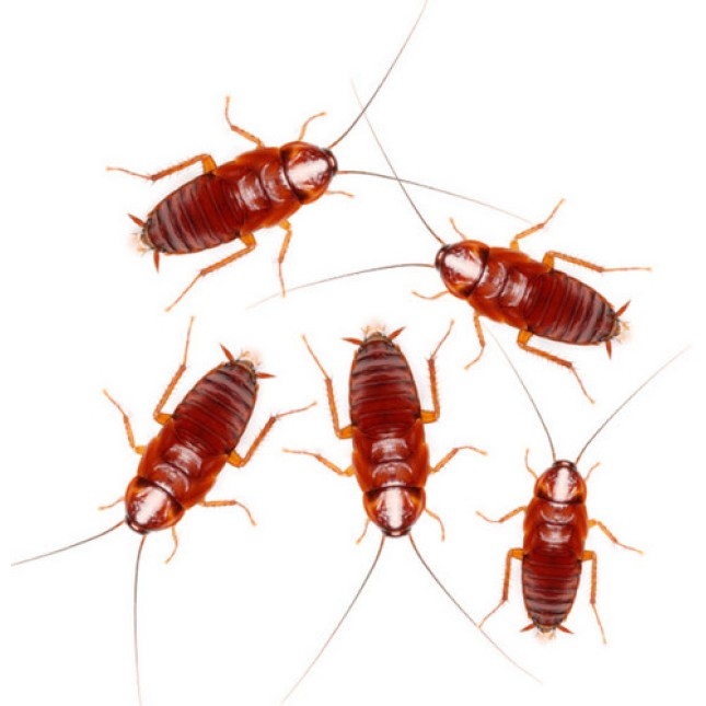 Κατσαρίδες κόκκινες με μέγεθος 2-2,5εκ