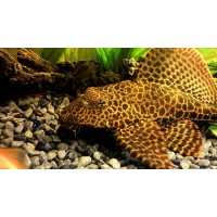 Leopard ctenopomo