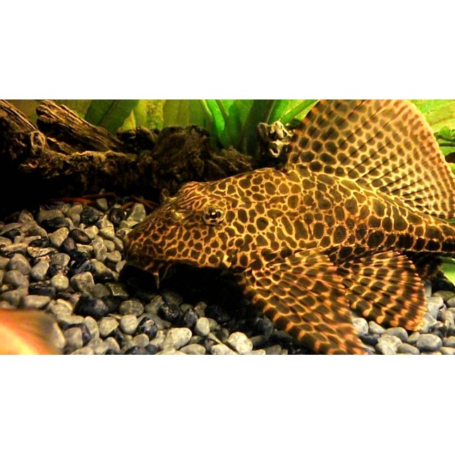 Leopard ctenopomo