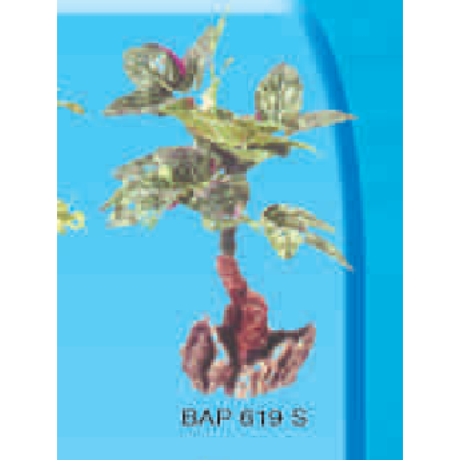 BOYU ΔΕΝΤΡΟ ΥΦΑΣΜΑΤΙΝΟ SMALL BAP 619S BOYU ΔΕΝΤΡΟ ΥΦΑΣΜΑΤΙΝΟ SMALL BAP 619S