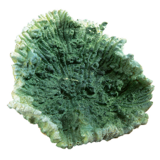 ferplast διακοσμητικό κοράλλι blu 9137 πράσινο