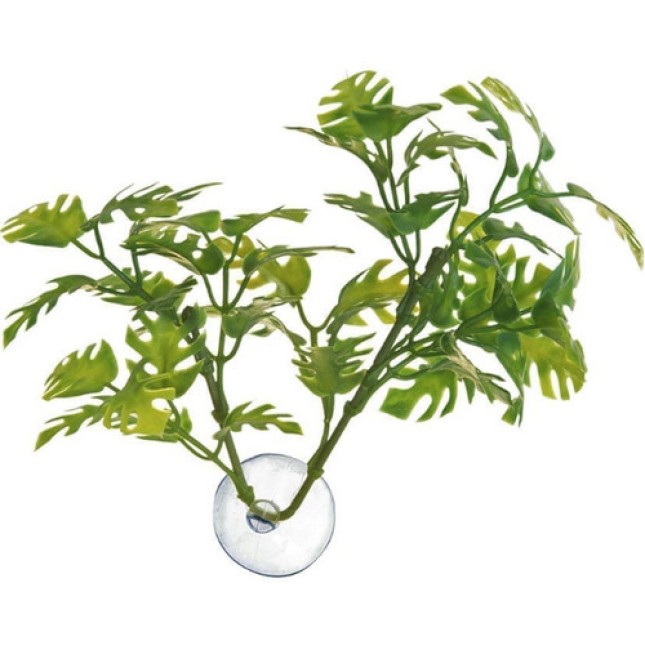 Zoo Med διακοσμητικό φυτό για γυάλα και ενυδρείο Betta Plant - Window Leaf Zoo Med διακοσμητικό φυτό για γυάλα και ενυδρείο Betta Plant - Window Leaf