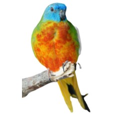 Παπαγαλος Τιρκουαζιν κιτρινος (Turquise Parakeet Neophema Pulchella) Παπαγαλος Τιρκουαζιν κιτρινος (Turquise Parakeet Neophema Pulchella)