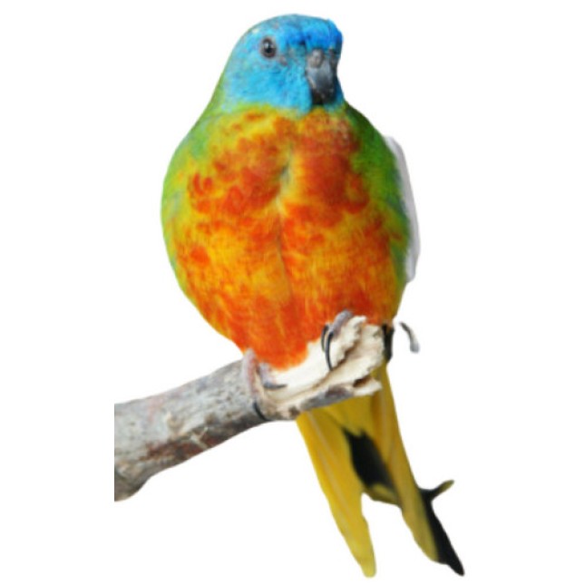Παπαγαλος Τιρκουαζιν κιτρινος (Turquise Parakeet Neophema Pulchella)