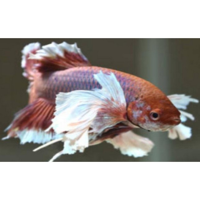 Μονομαχίνες Super Elephans 4cm Μονομαχίνες Super Elephans 4cm