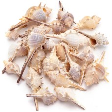 Nobleza Διακοσμητικά κοχύλια 5-8cm 150g Nobleza Διακοσμητικά κοχύλια 5-8cm 150g