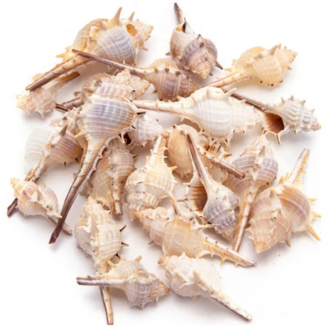 Nobleza Διακοσμητικά κοχύλια 5-8cm 150g Nobleza Διακοσμητικά κοχύλια 5-8cm 150g