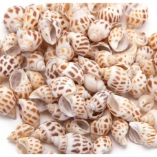 Nobleza Διακοσμητικά Κοχύλια Βαβυλώνας 2-4cm 150g Nobleza Διακοσμητικά Κοχύλια Βαβυλώνας 2-4cm 150g