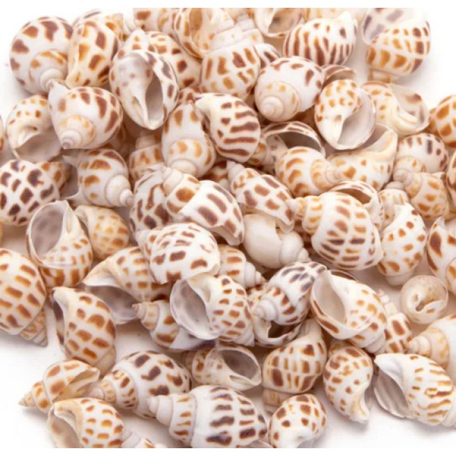 Nobleza Διακοσμητικά Κοχύλια Βαβυλώνας 2-4cm 150g Nobleza Διακοσμητικά Κοχύλια Βαβυλώνας 2-4cm 150g