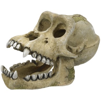 Nobby Αξεσουάρ Ενυδρείου, GORILLA νεκροκεφαλή 18,7x10x11,5cm Nobby Αξεσουάρ Ενυδρείου, GORILLA νεκροκεφαλή 18,7x10x11,5cm
