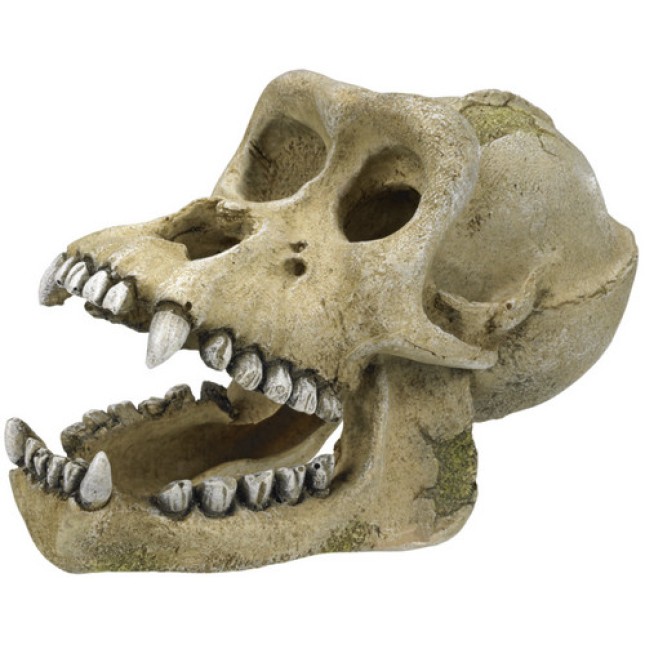 Nobby Αξεσουάρ Ενυδρείου, GORILLA νεκροκεφαλή 18,7x10x11,5cm Nobby Αξεσουάρ Ενυδρείου, GORILLA νεκροκεφαλή 18,7x10x11,5cm