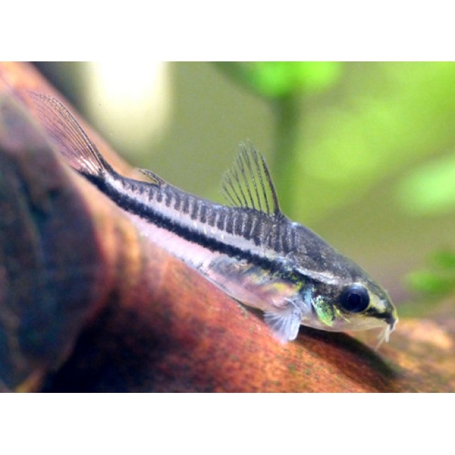 Corydoras Pygmaeus Corydoras Pygmaeus
