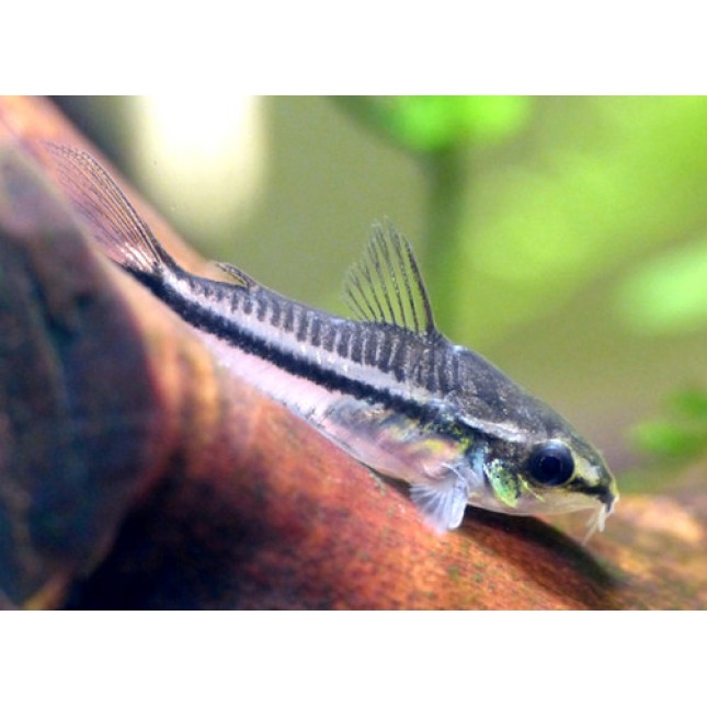 Corydoras Pygmaeus