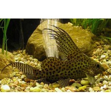 Synodontis Eupterus