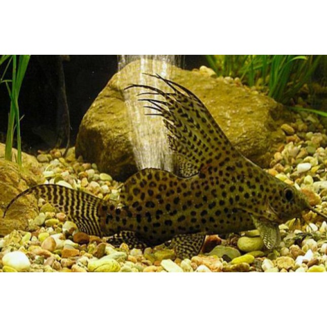 Pleco Scavenger Fish