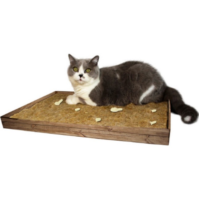 JR cat JR cat