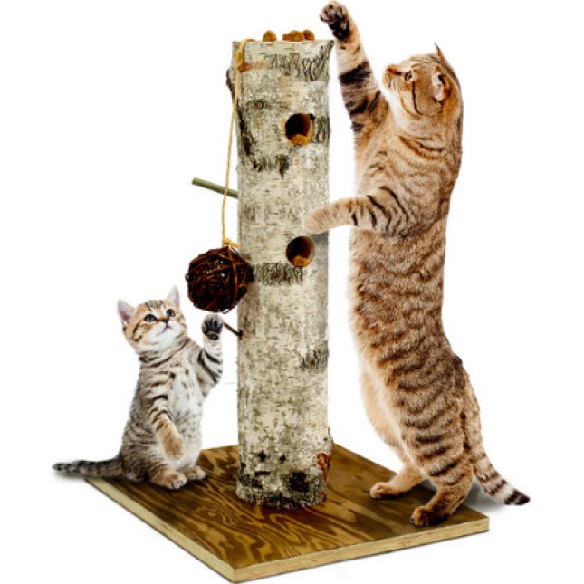 JR cat JR cat