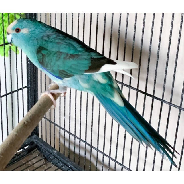 Κακαρίκι μπλε (cyanoramphus auriceps) Κακαρίκι μπλε (cyanoramphus auriceps)