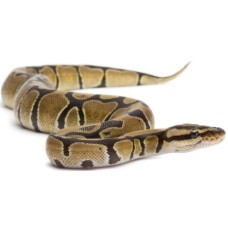 Ball python regius Ball python regius
