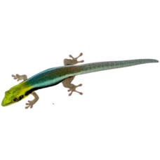 Neon day gecko