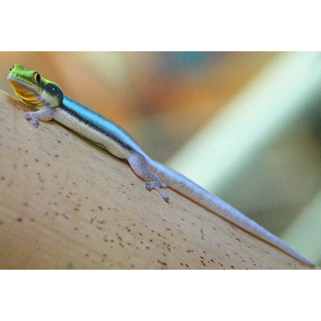 Neon day gecko Neon day gecko