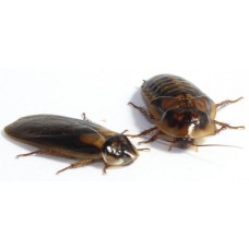 Dubia Κατσαρίδα Small 40 τεμ Dubia Κατσαρίδα Small 40 τεμ