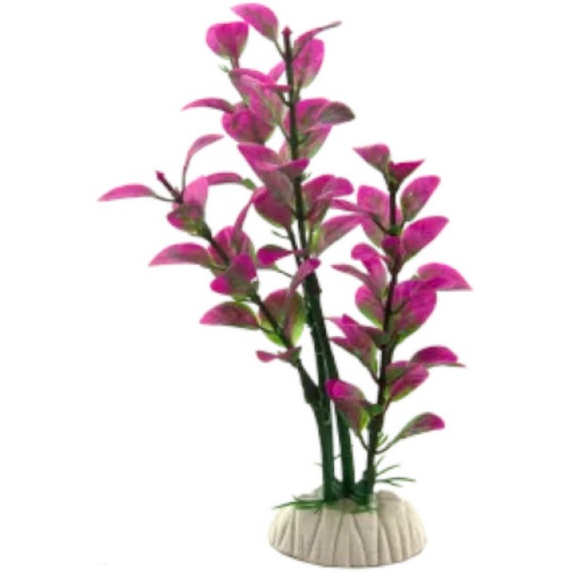 Nobleza Διακοσμητικό φυτό ενυδρείου 20cm Nobleza Διακοσμητικό φυτό ενυδρείου 20cm