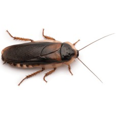 Dubia Roaches L 10τμχ