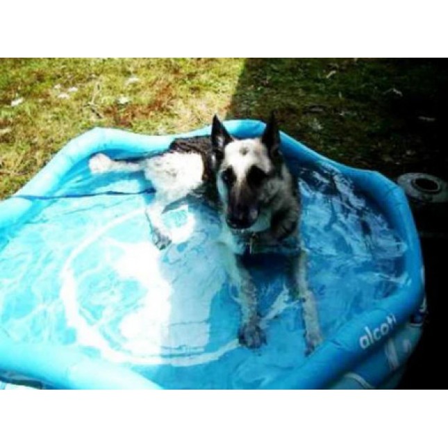 Alcott-Φουσκωτή πισίνα για σκύλους κατασκευασμένη από χοντρό PVC με διάμετρο: 122cm