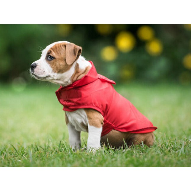 Amiplay- Αδιάβροχο για σκύλους BRISTOL κόκκινο πρακτικό και ιδανικό για βροχερές μέρες