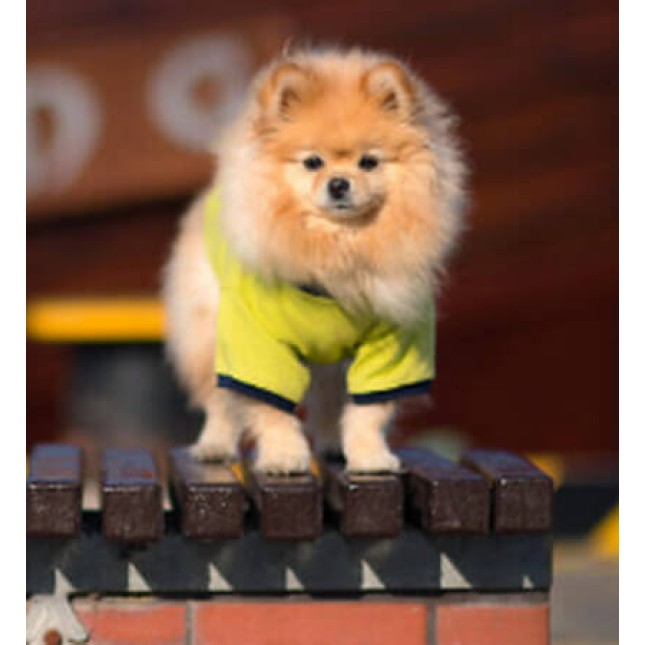 Amiplay- Μπλουζάκι σκύλου MIAMI είναι ένα αέρινο και άνετο μπλουζάκι με μανίκια πράσινο