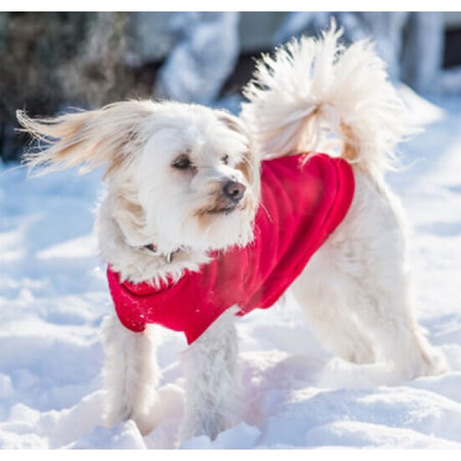 Amiplay- Φούτερ για σκυλάκια DENVER κόκκινο  είναι ένα πολύ άνετο και μοντέρνο