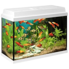 Juwel ενυδρείο Primo 70 λευκό Int. 61x31x44cm Juwel ενυδρείο Primo 70 λευκό Int. 61x31x44cm