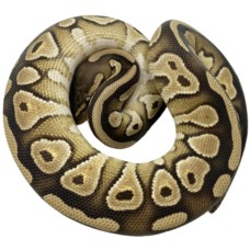 Mojave ball python