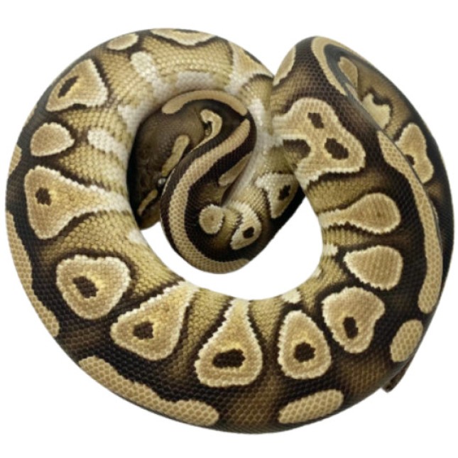 Mojave ball python