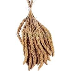 Padovan σπόροι κεχριού 250g χύμα Padovan σπόροι κεχριού 250g χύμα