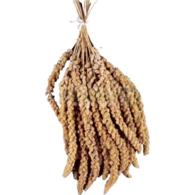 Padovan σπόροι κεχριού 500g χύμα Padovan σπόροι κεχριού 500g χύμα